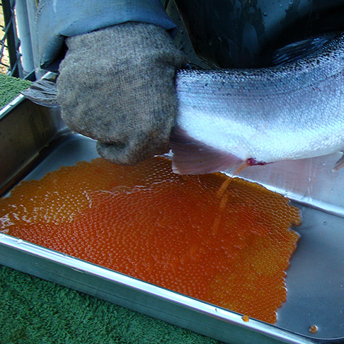 Fish Eggs Hatchery